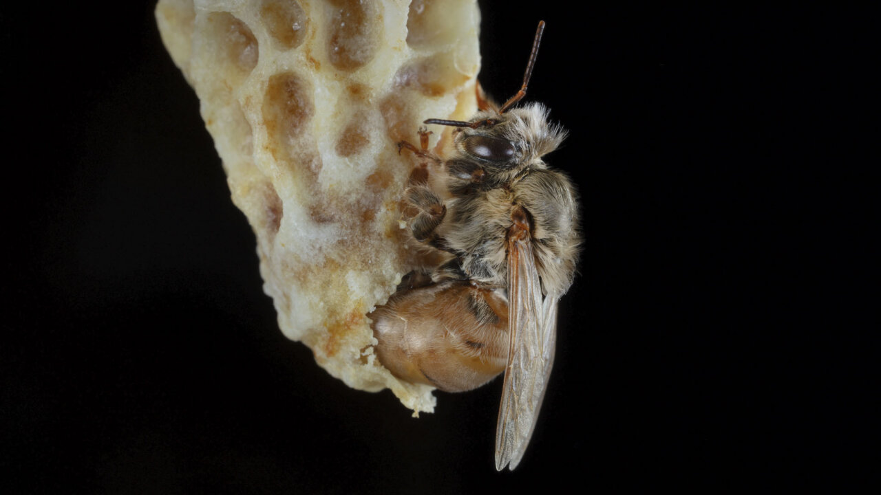 Ingo Arndt Honeybees 040